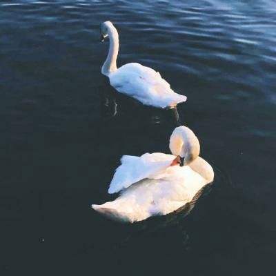 半岛网页版下载手机版截图